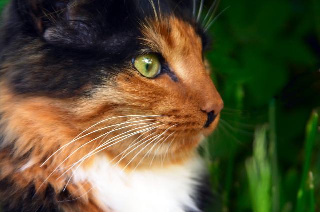 Ronja, our cat (by Morten Brekkevold) Ronja, our cat