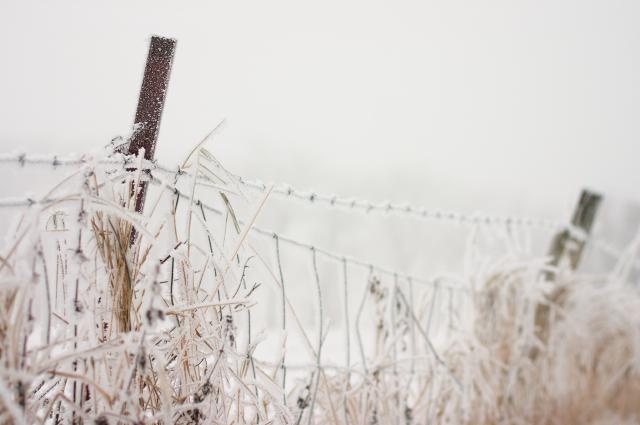 Along the wintery path
