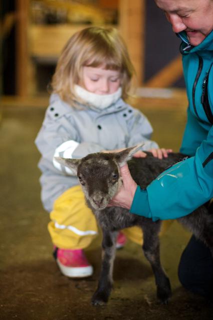 Lakris (by Morten Brekkevold) Lakris