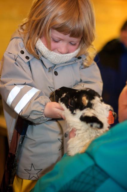 Sabeltann (by Morten Brekkevold) Sabeltann