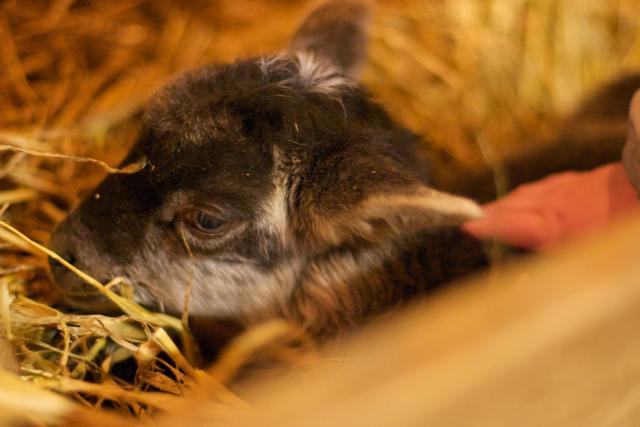 Lakris (Liquorice) the Lamb (by Morten Brekkevold) Lakris (Liquorice) the Lamb