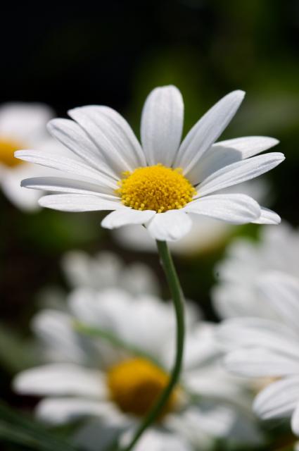 Oxeye daisy